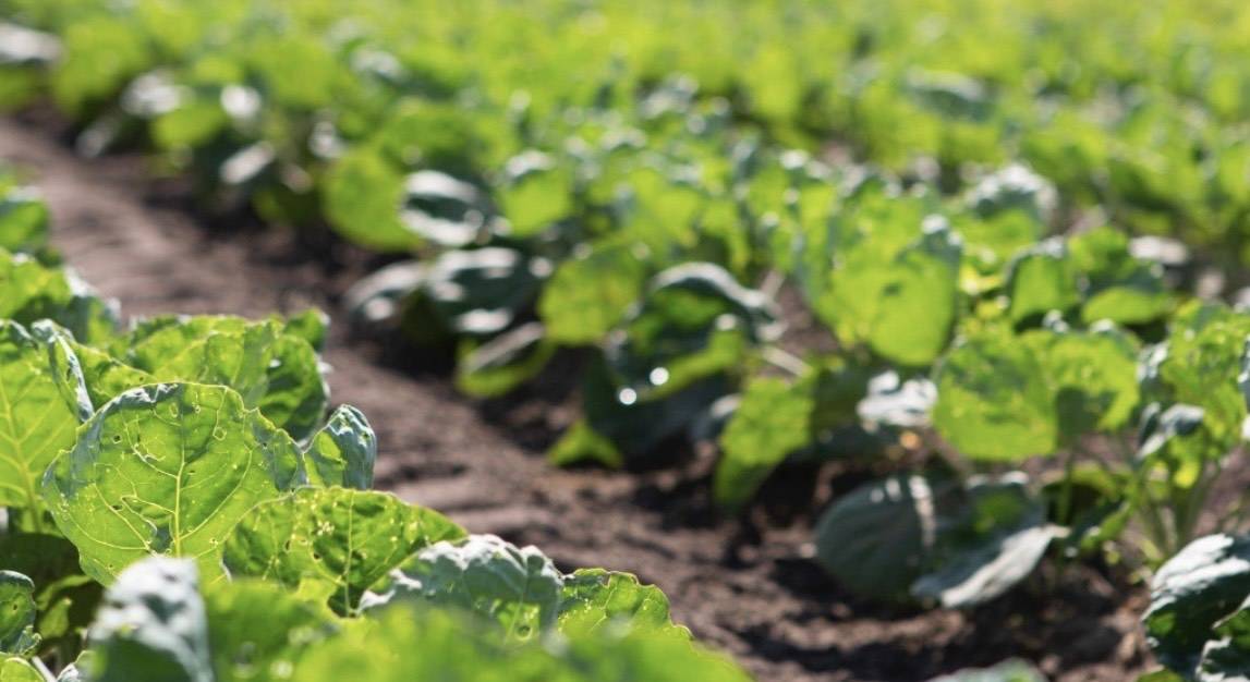 The Importance of Bile Salts ViaPure Wellness, LLC